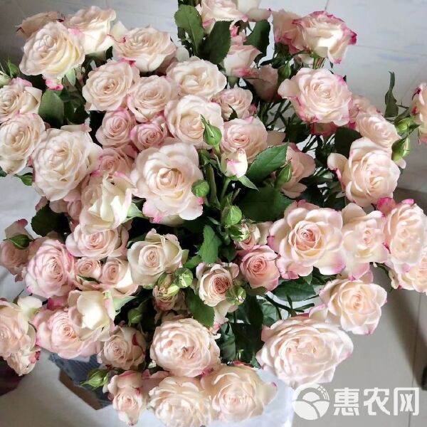 玫瑰的價格多少錢一斤【2018年8月玫瑰價格行情】