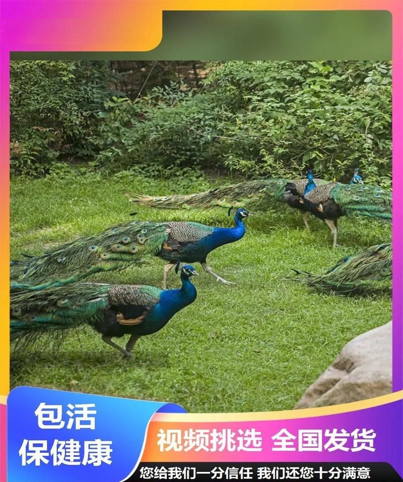 孔雀養久了會認主人嗎【《孔雀養久了會認主人嗎》孔雀養久了會認主人嗎】 孔雀養久了會認主人嗎【《孔雀養久了會認主人嗎》孔雀養久了會認主人嗎】 龍魚百科 第2張