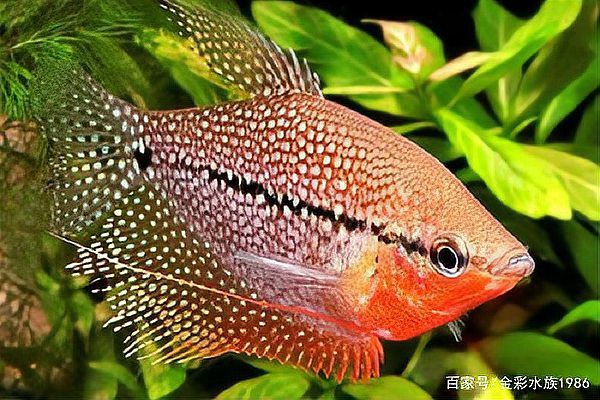 什么魚不用打氧也能活【12種適合新手飼養(yǎng)的低耗氧觀賞魚氧觀賞魚】