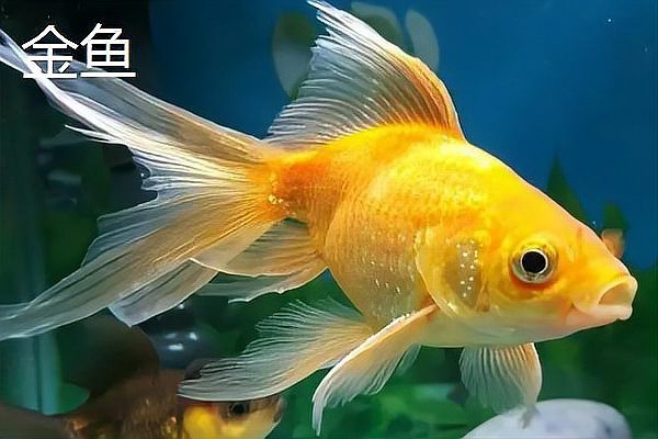 什么魚不用打氧也能活【12種適合新手飼養(yǎng)的低耗氧觀賞魚氧觀賞魚】