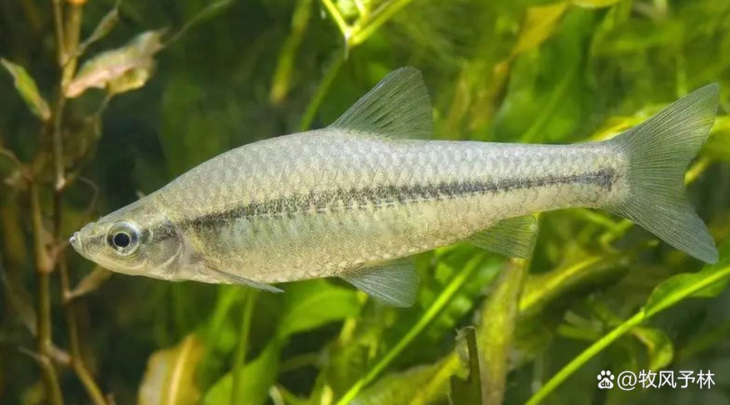 什么魚不用打氧也能活【12種適合新手飼養(yǎng)的低耗氧觀賞魚氧觀賞魚】