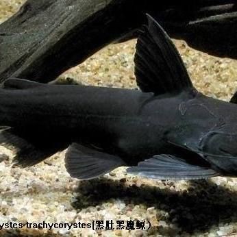 枯木魔鯨魚【“枯木魔鯨魚”是一種極具神秘色彩的大型海洋哺乳動物】