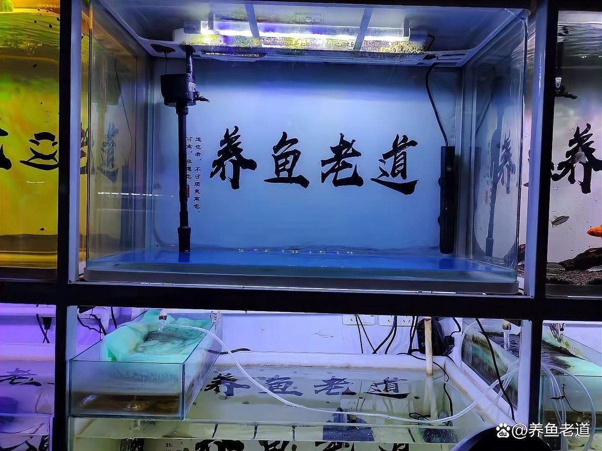 立式魚缸適合養什么魚【立式魚缸適合養什么魚這10種冷水魚扔缸里就能活】