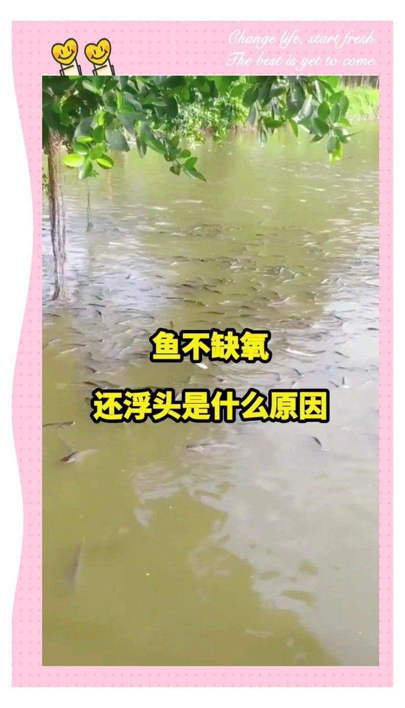 魚浮頭亂竄是什么原因【魚類浮頭亂竄的原因】