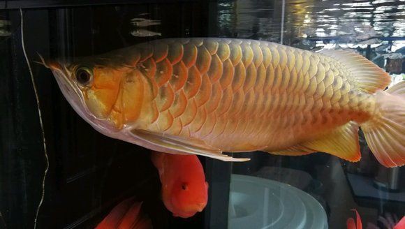 紅龍圖片高清無水印版【關于“紅龍圖片高清無水印版”的摘要】 龍魚百科 第30張 紅龍圖片高清無水印版【關于“紅龍圖片高清無水印版”的摘要】 紅龍圖片高清無水印版【關于“紅龍圖片高清無水印版”的摘要】 龍魚百科 第30張