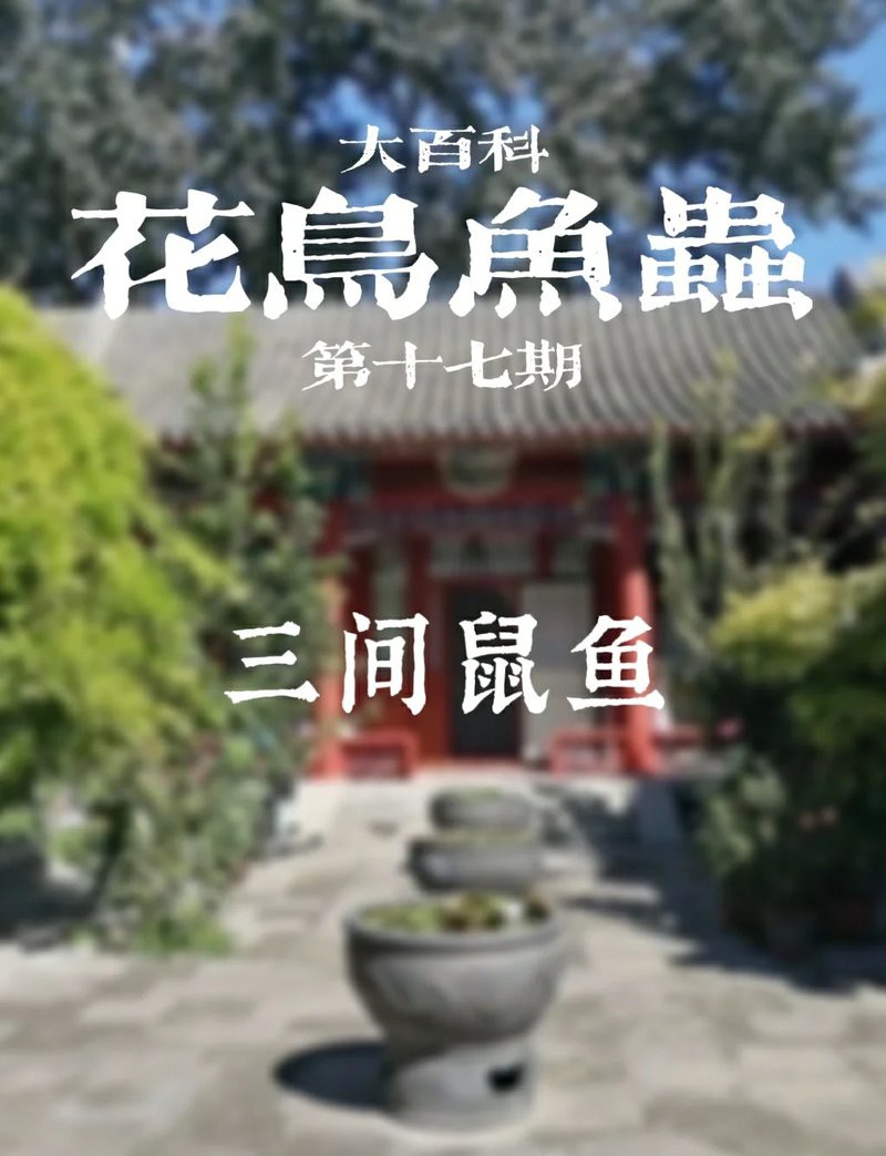 三間鼠魚的毒性有多強(qiáng)【三間鼠魚的毒性】