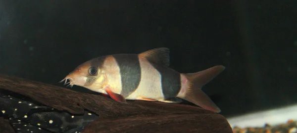 三間鼠魚的毒性有多強(qiáng)【三間鼠魚的毒性】