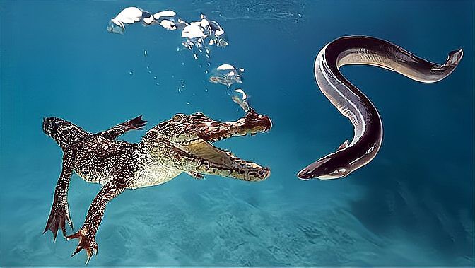 電鰻可以電死人嗎【博物,用電鰻的電電電鰻,電鰻會被電死嗎】