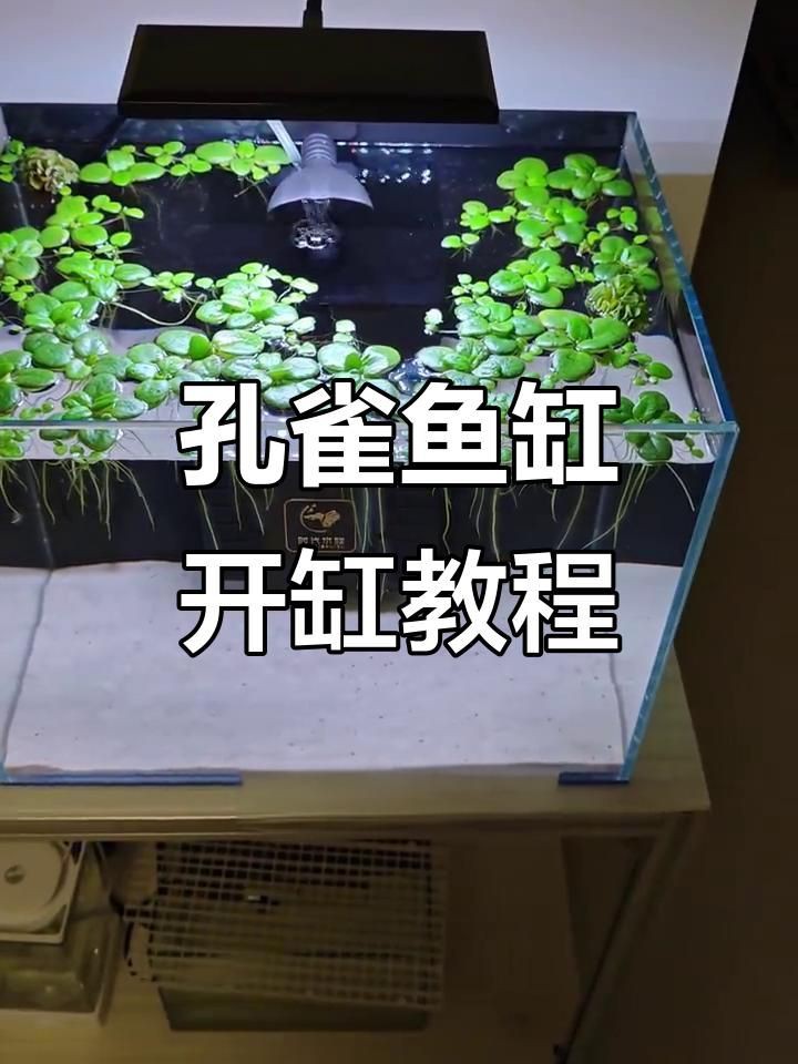 新手養魚必備裝備清單【《新手養魚必備裝備清單》】