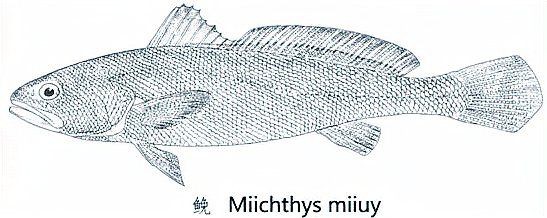 鮸魚俗稱什么魚【[需手動填充]魚——海洋里的美食寶藏】 鮸魚俗稱什么魚【[需手動填充]魚——海洋里的美食寶藏】 龍魚百科 第5張