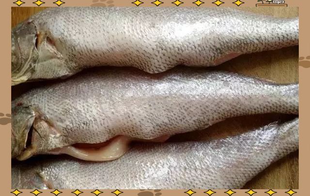 鮸魚俗稱什么魚【[需手動填充]魚——海洋里的美食寶藏】 鮸魚俗稱什么魚【[需手動填充]魚——海洋里的美食寶藏】 龍魚百科 第4張