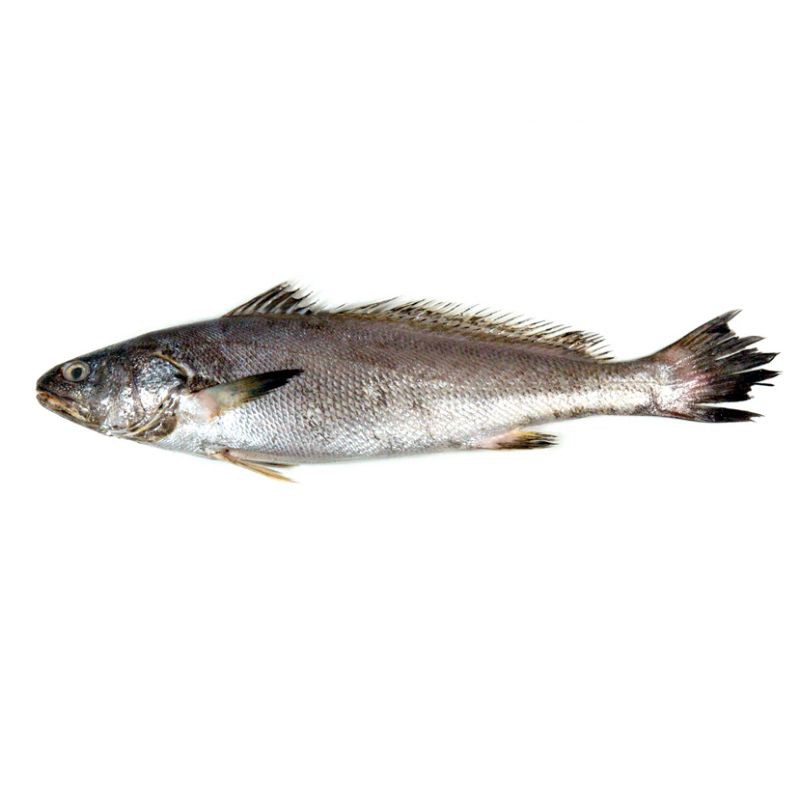 鮸魚俗稱什么魚【[需手動填充]魚——海洋里的美食寶藏】 鮸魚俗稱什么魚【[需手動填充]魚——海洋里的美食寶藏】 龍魚百科 第1張