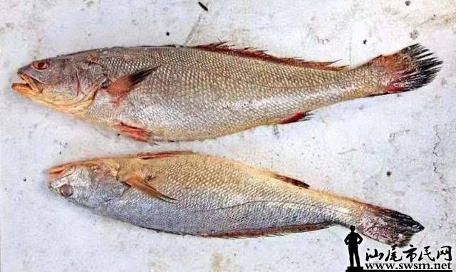 鮸魚俗稱什么魚【[需手動填充]魚——海洋里的美食寶藏】 鮸魚俗稱什么魚【[需手動填充]魚——海洋里的美食寶藏】 龍魚百科 第7張