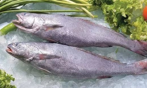 鮸魚俗稱什么魚【[需手動填充]魚——海洋里的美食寶藏】 鮸魚俗稱什么魚【[需手動填充]魚——海洋里的美食寶藏】 龍魚百科 第8張