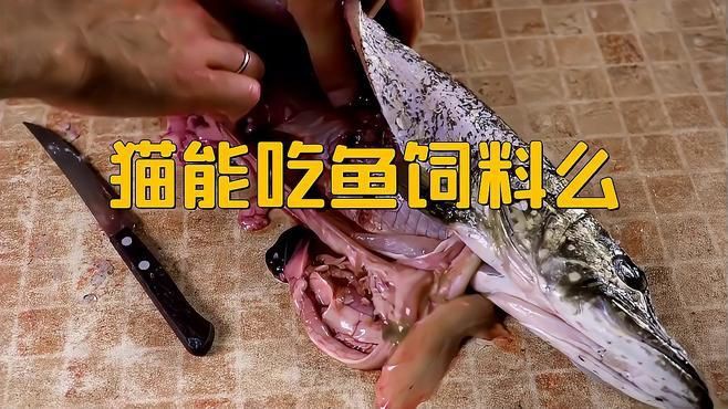 貓吃魚好還是吃貓糧好【農(nóng)村的貓吃剩飯,城里貓吃貓糧還嫌便宜,這么矯情萌寵指南】