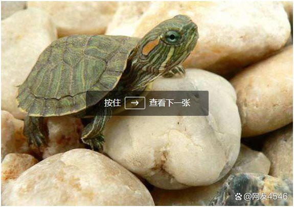 什么龜鎮(zhèn)宅招財(cái)最強(qiáng)【\