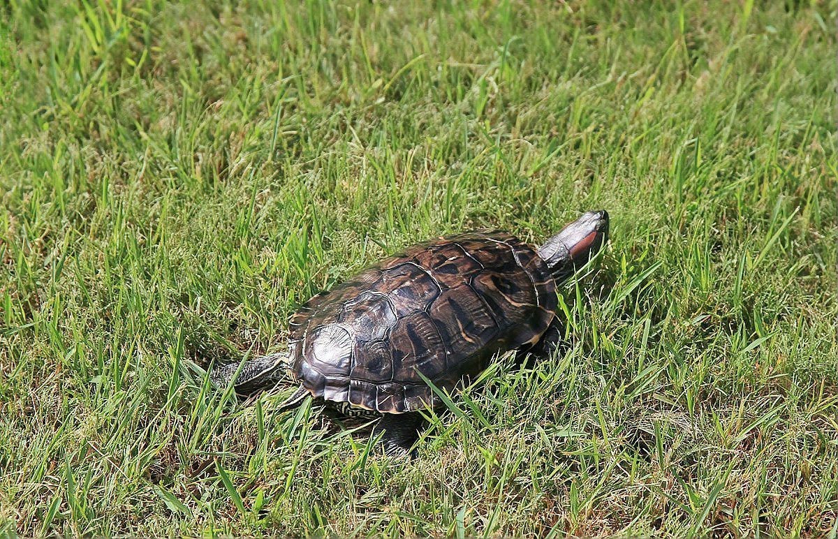 什么龜鎮(zhèn)宅招財(cái)最強(qiáng)【\
