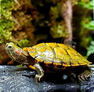 什么龜鎮宅招財最強【\