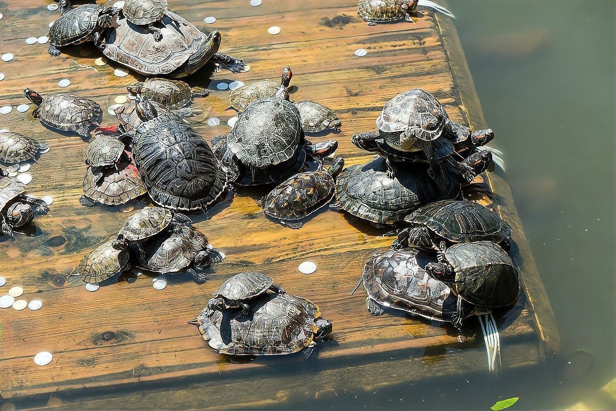 什么龜鎮(zhèn)宅招財(cái)最強(qiáng)【\