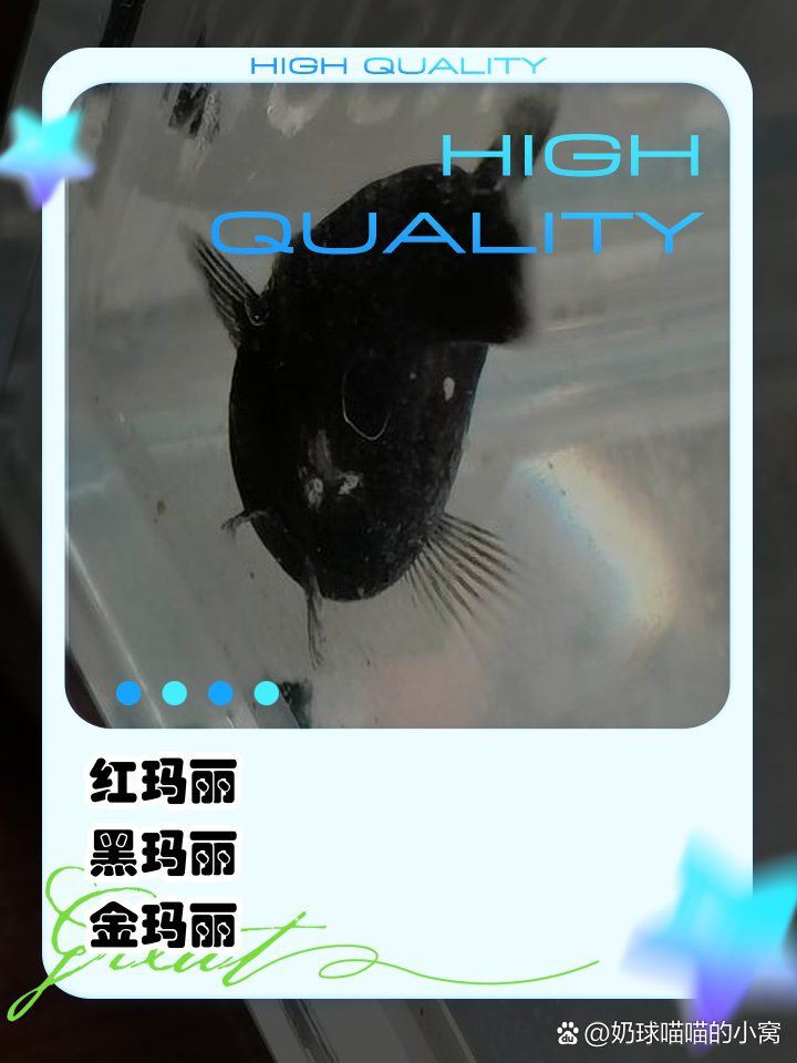 瑪麗魚最忌三種顏色【《瑪麗魚最忌三種顏色》】