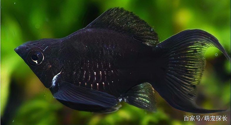 瑪麗魚最忌三種顏色【《瑪麗魚最忌三種顏色》】