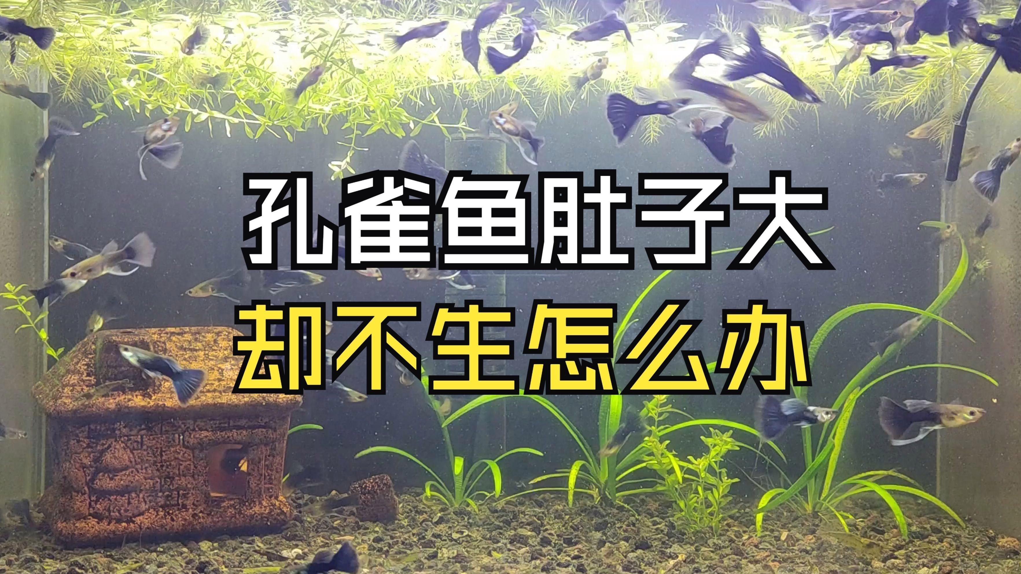 母魚肚子大不產(chǎn)卵的原因【孔雀魚肚子大了很久就是不生怎么辦】