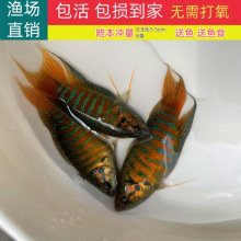 佛魚市場價目表【《佛魚市場價目表》】