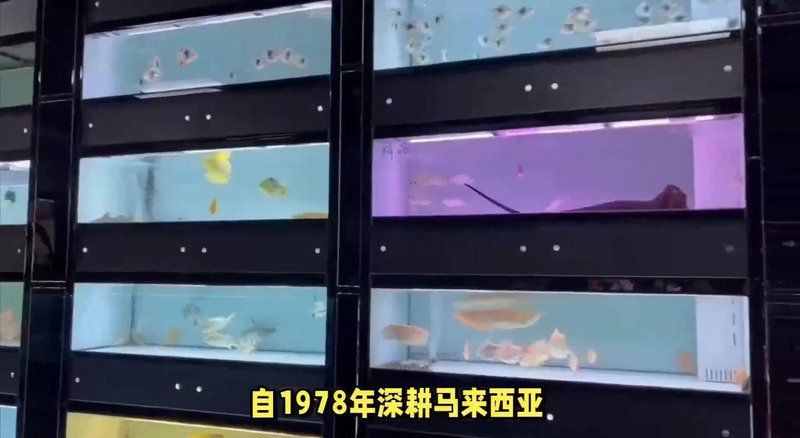 馬來西亞龍魚市場【廣州龍魚祥龍魚場】