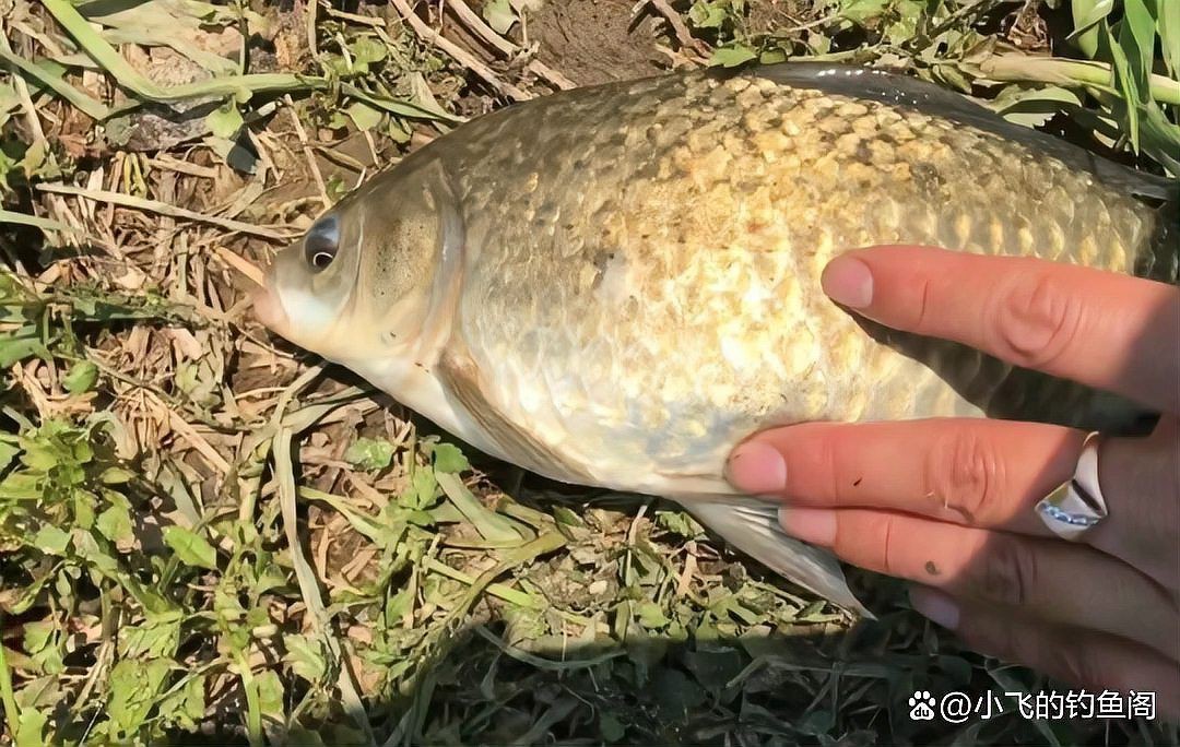 紅尾平克最忌三種東西【紅尾平克飼養三忌】