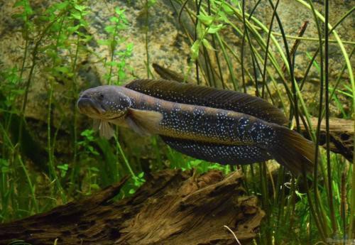 為什么沒人養(yǎng)七星魚【七星魚在家庭寵物魚市場觀賞價值遠(yuǎn)高于其裝飾價值】