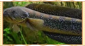 為什么沒人養七星魚【七星魚在家庭寵物魚市場觀賞價值遠高于其裝飾價值】