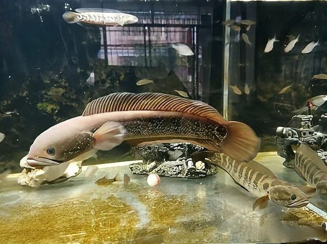 為什么沒人養七星魚【七星魚在家庭寵物魚市場觀賞價值遠高于其裝飾價值】