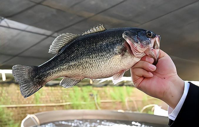 <strong><mark>固安</mark></strong>龍魚店【一條魚背后的京津冀】