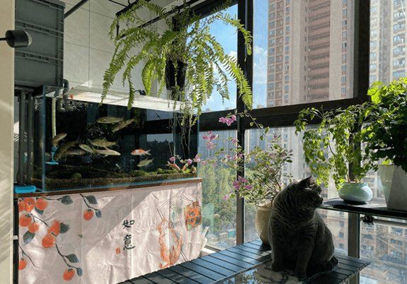 魚缸擺放位置的風水案例【《魚缸擺放位置的風水案例》魚缸擺放位置的風水學問】