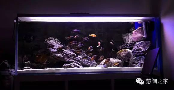 三湖蝴蝶品種圖鑒【《三湖蝴蝶品種圖鑒》三湖蝴蝶品種圖鑒資料百度文庫】