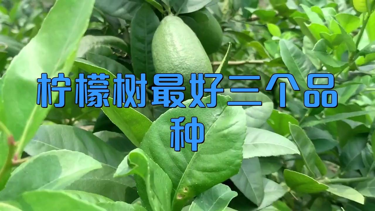 家里種哪個品種的檸檬好【家庭種植哪個品種的檸檬好】