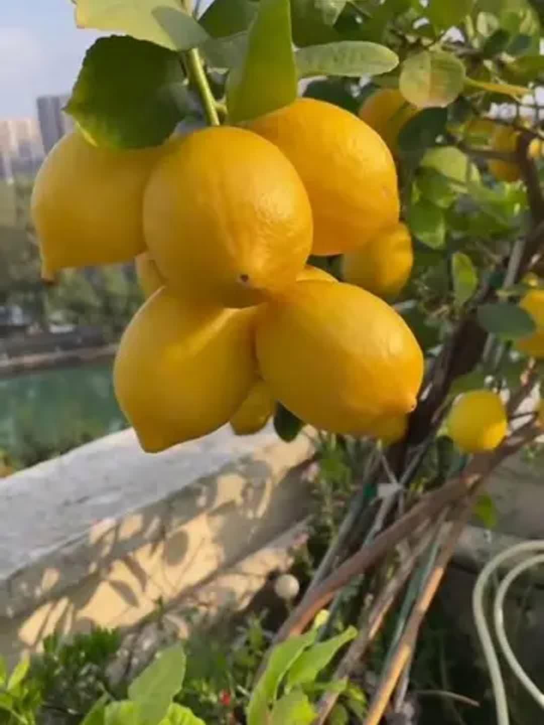 家里種哪個品種的檸檬好【家庭種植哪個品種的檸檬好】