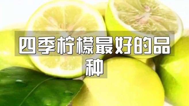 家里種哪個品種的檸檬好【家庭種植哪個品種的檸檬好】