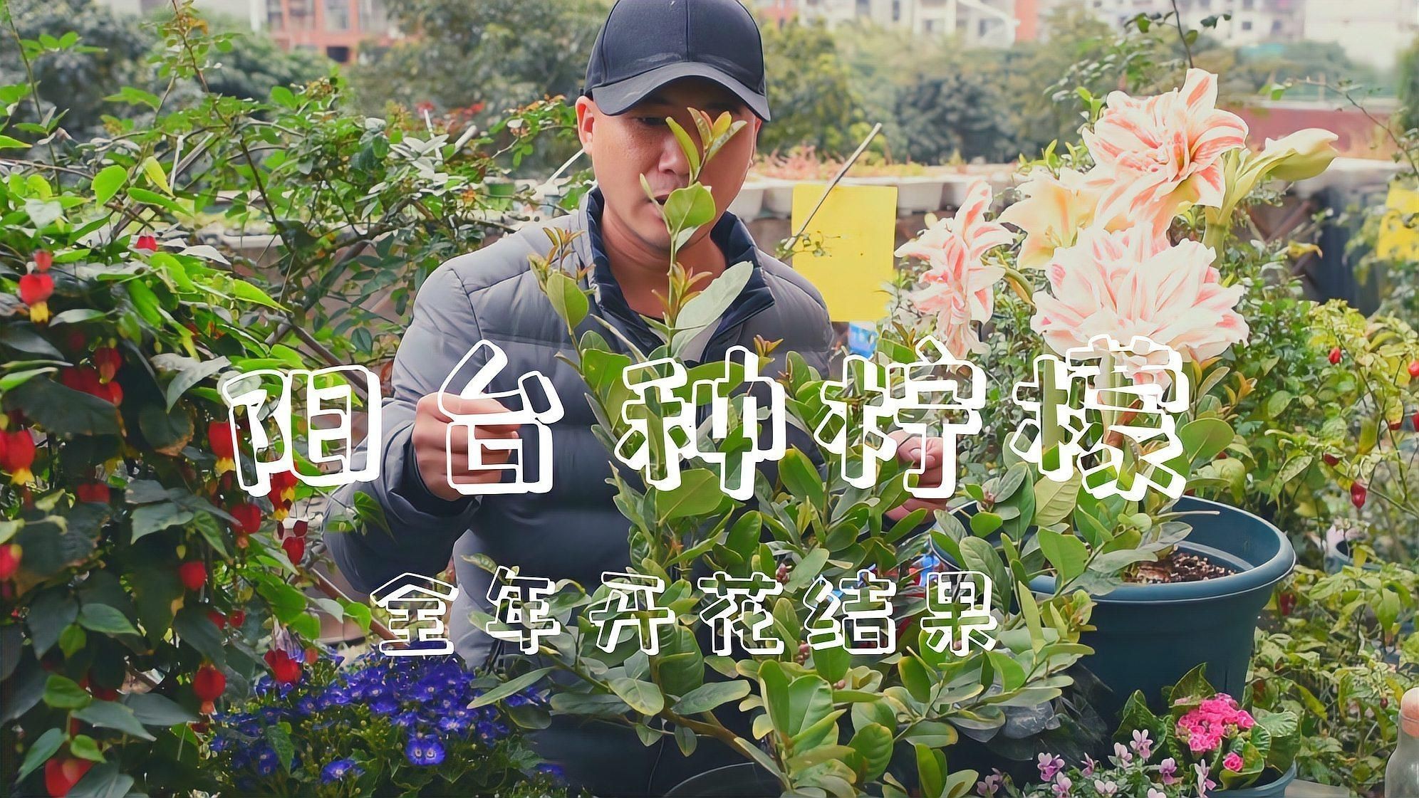 家里種哪個品種的檸檬好【家庭種植哪個品種的檸檬好】