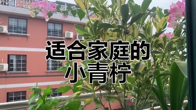 家里種哪個品種的檸檬好【家庭種植哪個品種的檸檬好】