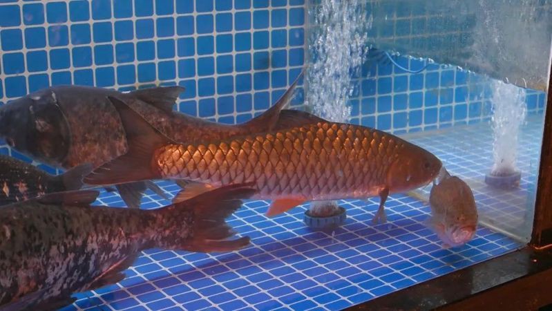 軍魚最好三個吃法，一魚三吃——軍魚