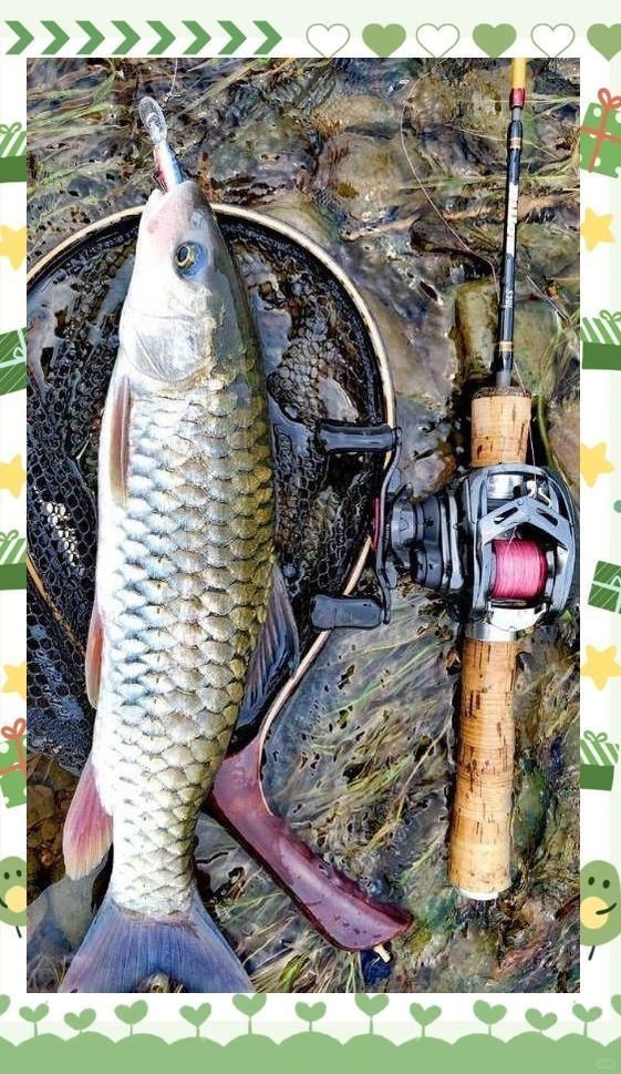 軍魚最好三個吃法，一魚三吃——軍魚