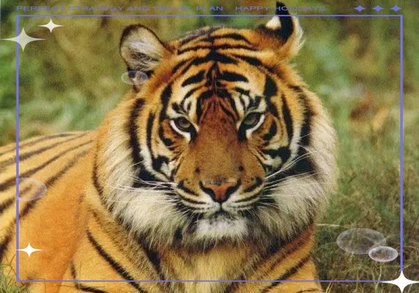 東北虎和華南虎的區別【東北虎與華南虎作為中國的虎亞種,東北虎需要捕獵成功】 龍魚論壇 第11張 東北虎和華南虎的區別【東北虎與華南虎作為中國的虎亞種,東北虎需要捕獵成功】 東北虎和華南虎的區別【東北虎與華南虎作為中國的虎亞種,東北虎需要捕獵成功】 龍魚論壇 第11張