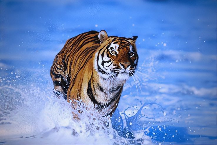 東北虎和華南虎的區別【東北虎與華南虎作為中國的虎亞種,東北虎需要捕獵成功】 龍魚論壇 第4張 東北虎和華南虎的區別【東北虎與華南虎作為中國的虎亞種,東北虎需要捕獵成功】 東北虎和華南虎的區別【東北虎與華南虎作為中國的虎亞種,東北虎需要捕獵成功】 龍魚論壇 第4張
