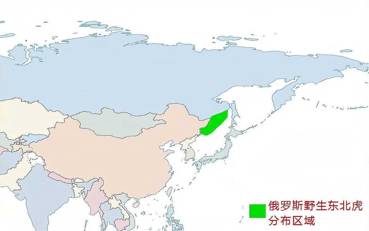 東北虎和華南虎的區別【東北虎與華南虎作為中國的虎亞種,東北虎需要捕獵成功】 龍魚論壇 第3張 東北虎和華南虎的區別【東北虎與華南虎作為中國的虎亞種,東北虎需要捕獵成功】 東北虎和華南虎的區別【東北虎與華南虎作為中國的虎亞種,東北虎需要捕獵成功】 龍魚論壇 第3張