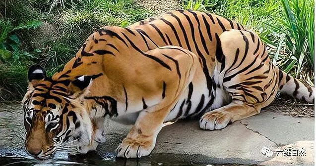 東北虎和華南虎的區別【東北虎與華南虎作為中國的虎亞種,東北虎需要捕獵成功】 龍魚論壇 第5張 東北虎和華南虎的區別【東北虎與華南虎作為中國的虎亞種,東北虎需要捕獵成功】 東北虎和華南虎的區別【東北虎與華南虎作為中國的虎亞種,東北虎需要捕獵成功】 龍魚論壇 第5張