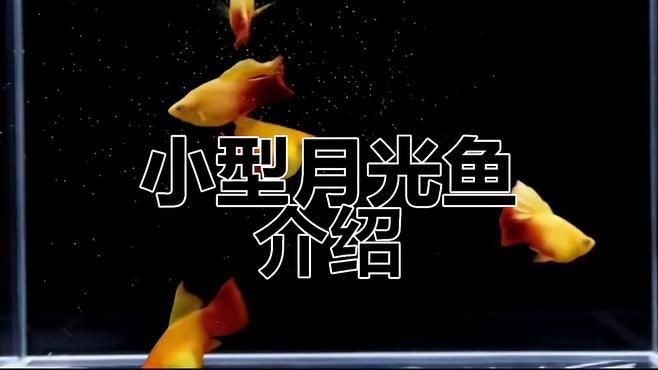 牡丹魚和月光魚的區(qū)別【牡丹魚與月光魚的區(qū)別】
