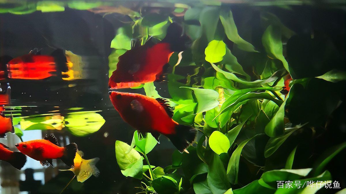 牡丹魚和月光魚的區別【牡丹魚與月光魚的區別】