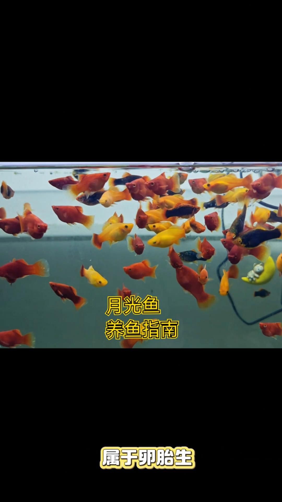 牡丹魚和月光魚的區別【牡丹魚與月光魚的區別】