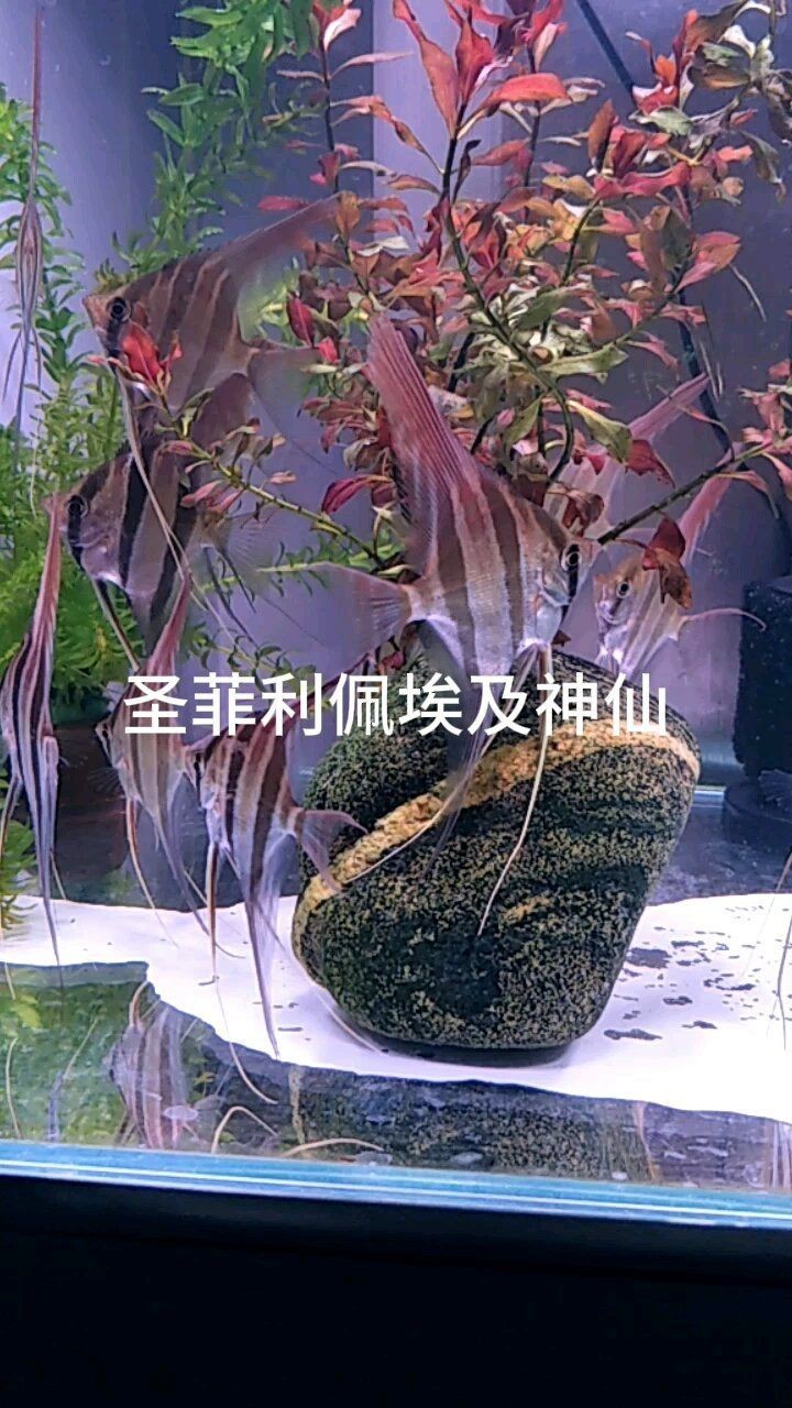 火焰埃及圣菲【“火焰埃及圣菲”融合了神秘與力量的元素展現出獨特的魅力】 龍魚論壇 第3張 火焰埃及圣菲【“火焰埃及圣菲”融合了神秘與力量的元素展現出獨特的魅力】 火焰埃及圣菲【“火焰埃及圣菲”融合了神秘與力量的元素展現出獨特的魅力】 龍魚論壇 第3張